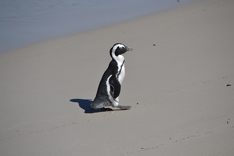 Sydafrikansk pingvin